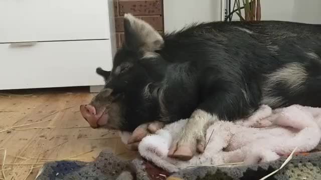 Wilbur walked into the house and plopped down on this fluffy blanket