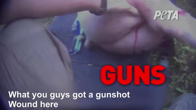 Gunshot Pig ??