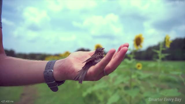 Bird Taking Off at 20,000 fps (213 milliseconds) - Smarter Every Day 197