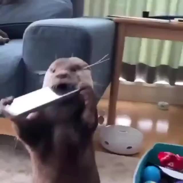 Cute Otter