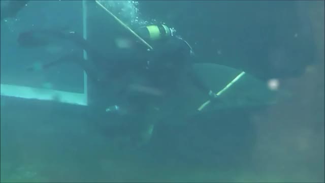 Shark Attacks Scuba Diver In Aquarium *GRAPHIC*