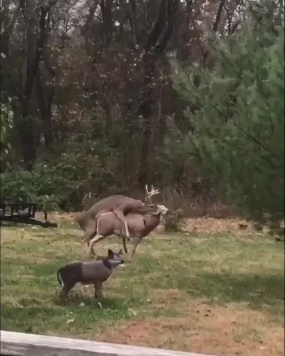 Deer Mind Fuck