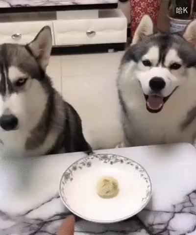 huskies