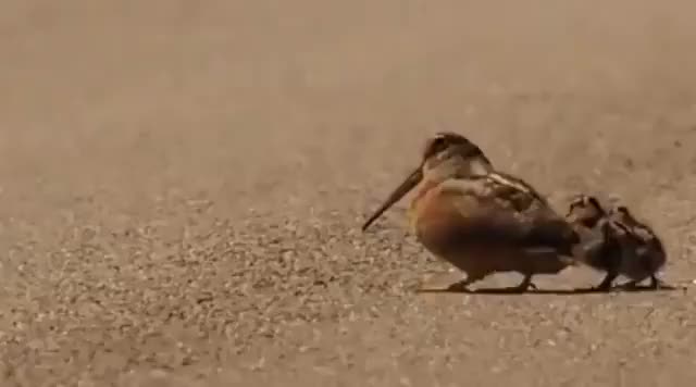 American woodcock luring worms