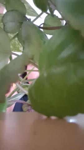 I can ser you hidden between my plants