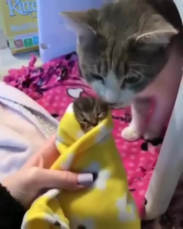Introducing a foster kitten to a mama who recently gave_438bdb_6924339