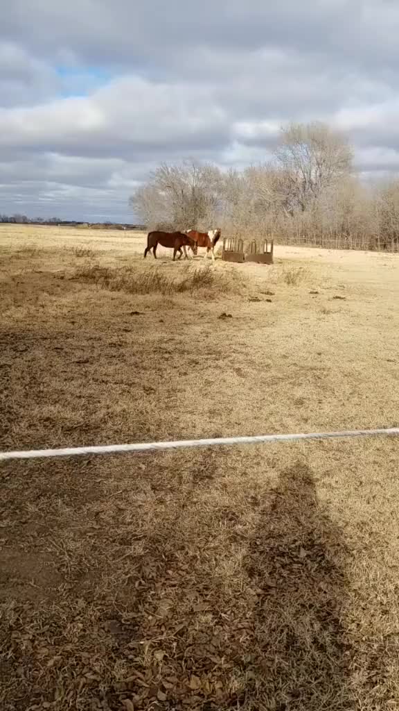 We introduced Kiki to Presley!!?? What's your favorite breed of horse?????