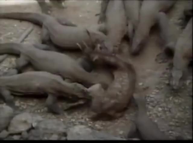 Komodo Dragons eating a live Javan Rusa Deer