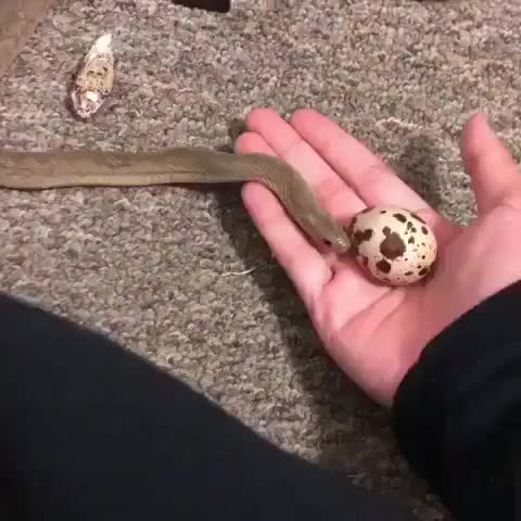 Snake swallowing an egg