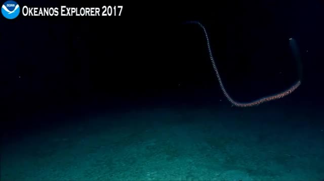 Siphonophore