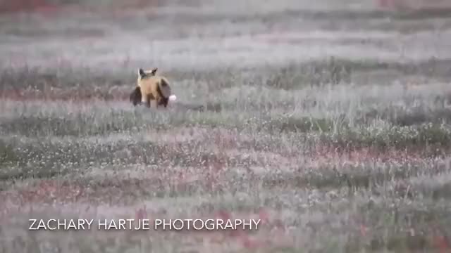 Midair battle between fox and eagle over rabbit