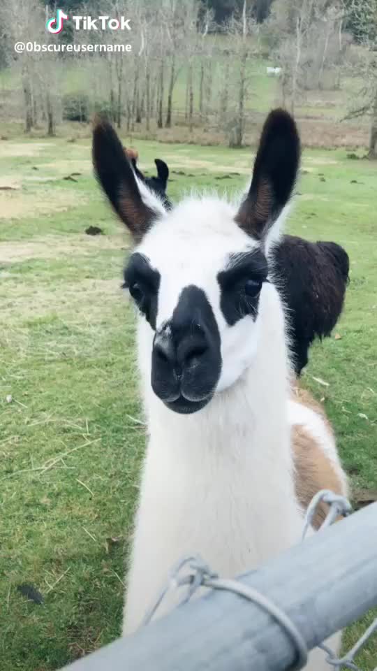  #llama #llamadrama #mamallama #happyllama #farm #llamas #ranch #yeet #bored #oof