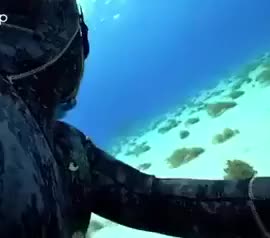 Face to face with a shark