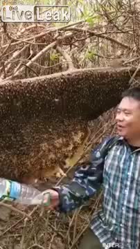 WCGW If I bang hornets nest for fun.