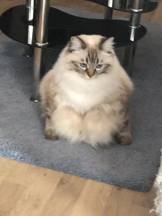 The way my cat sits ?