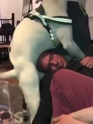A dog trying to wake up his master.