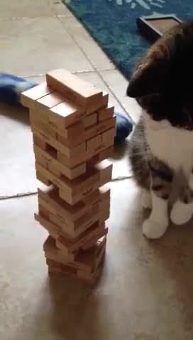 Jenga Cat