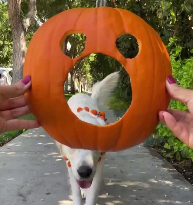 Halloween puppy