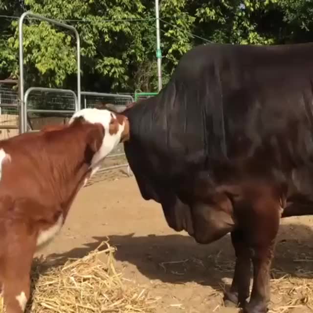 Happy rescue cows at Freedom Farm Sanctuary