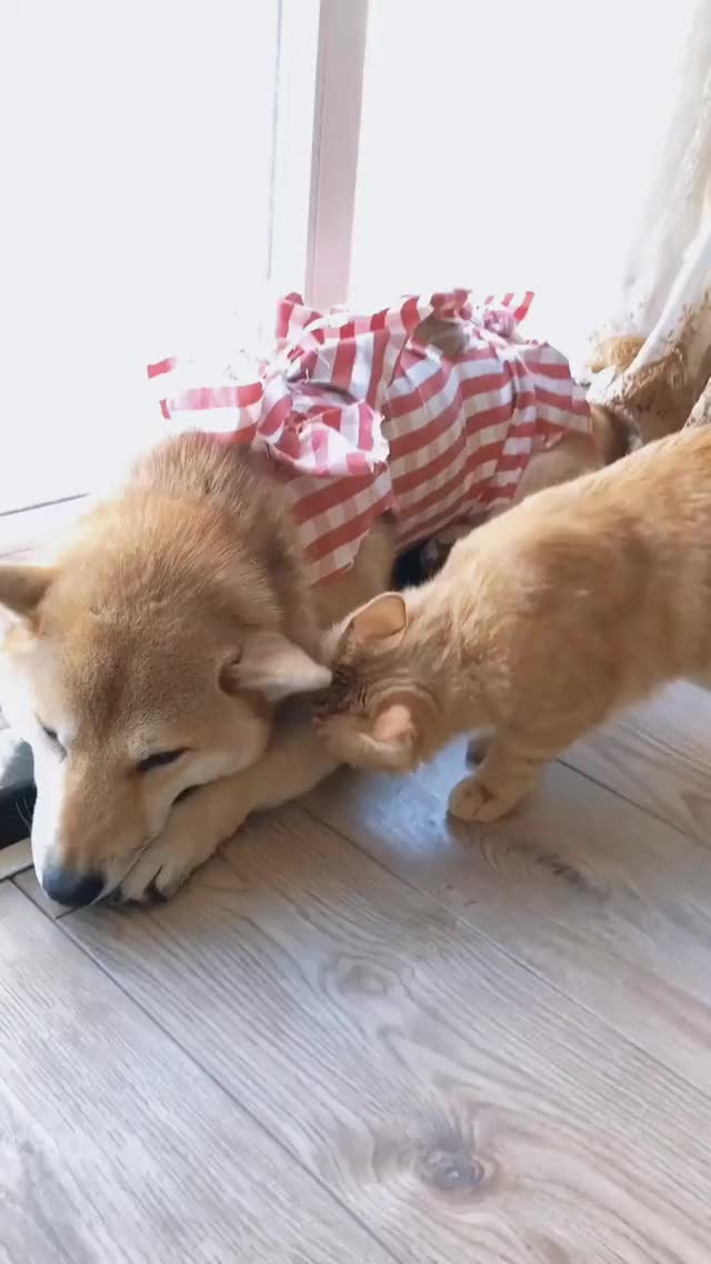 The cat keeps comforting the dog when he feels sad after surgery