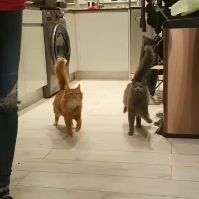 My cats marching in time for their dinner