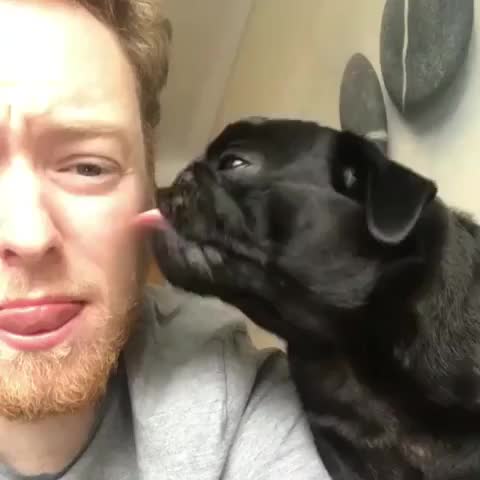 Licking his master’s face