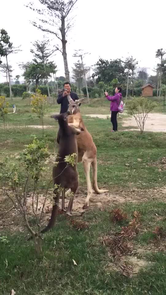 A kangaroo's tail can support its entire body?!