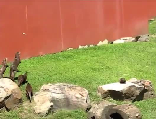 A herd of otters following the seasonal butterfly south for the winter