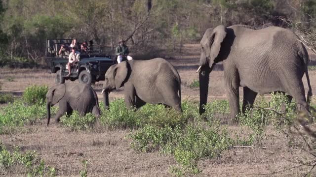 Elephant Trio