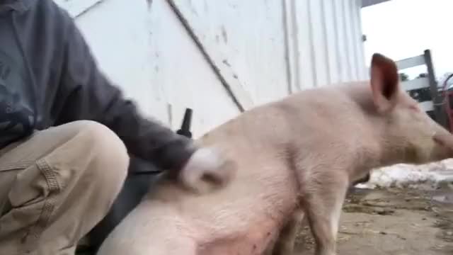 Vivian's first belly flop at Arthur's Acres Sanctuary