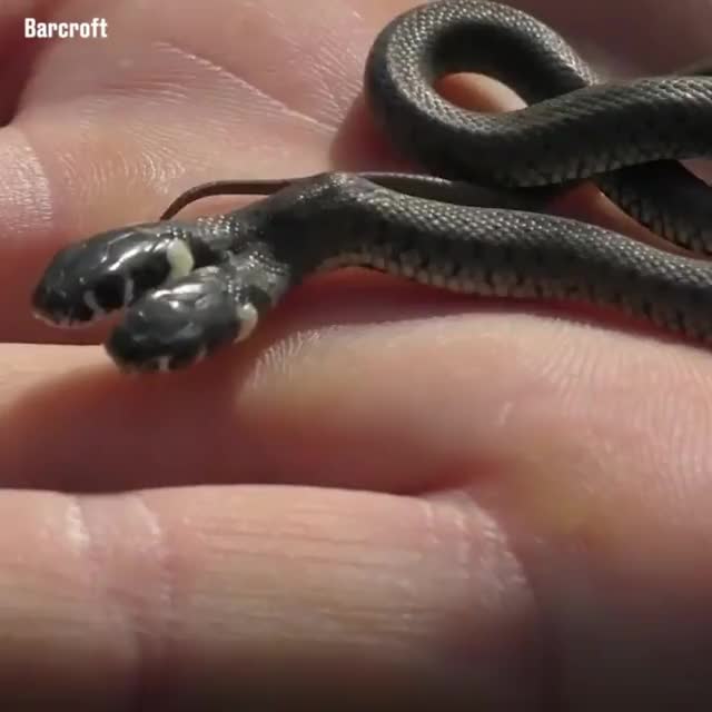 Two-headed snake