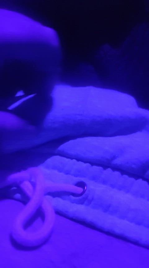 bwc indigo white tease teasing r/brownchickswhitedicks r/latinchickswhitedicks gif