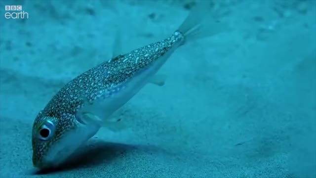 Japanese Puffer fish constructs a masterpiece to attract a female