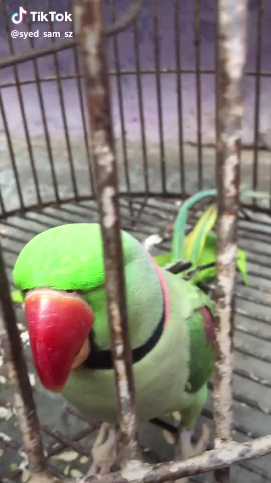 Challenge to all #isko_duet_krke_dikhao #lovely #parrot #full_watch #challenge_to_all