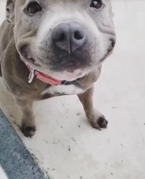 Pittie smile!