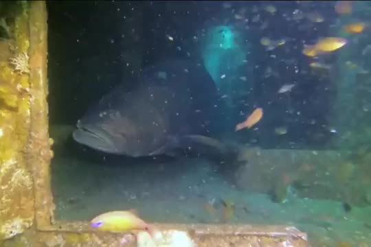 ? A massive grouper (toilet on the left for scale)