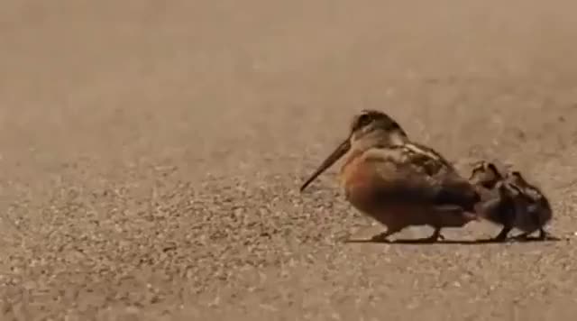 ? American woodcock luring worms ?