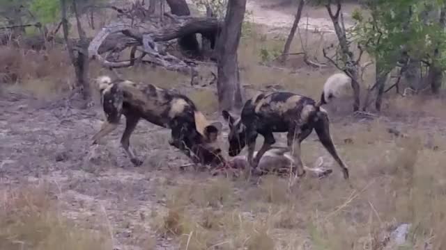 Grey Duiker crying as it gets shredded by African Wild Dogs