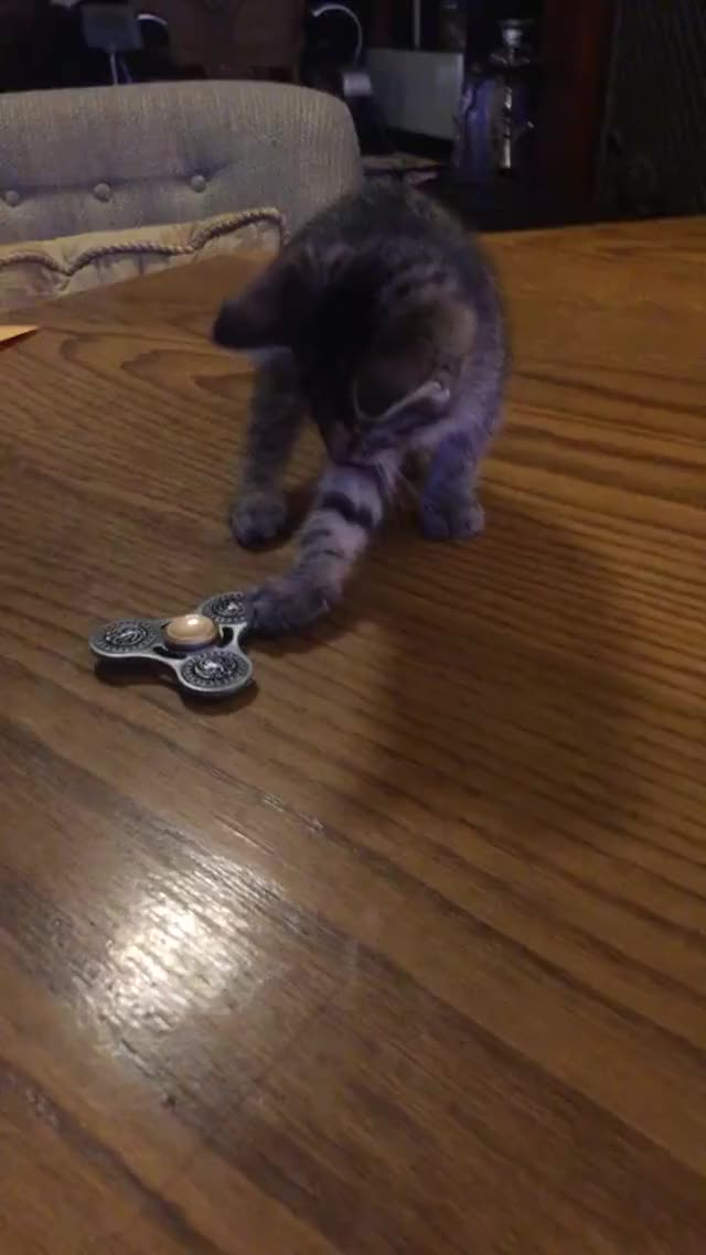 Today my kitten learned to use a fidgeter