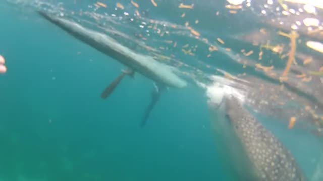 Shark Cebu
