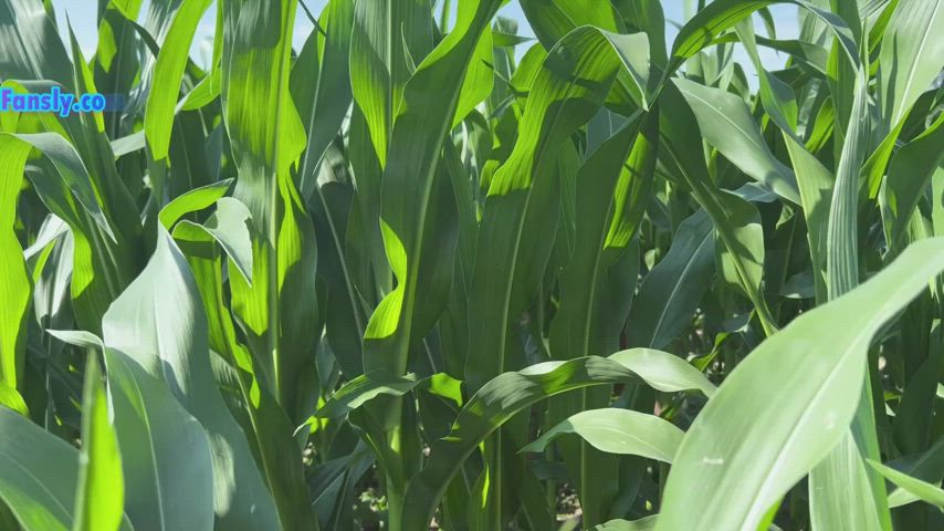 i love the Cornfields i just love to be outside on the land