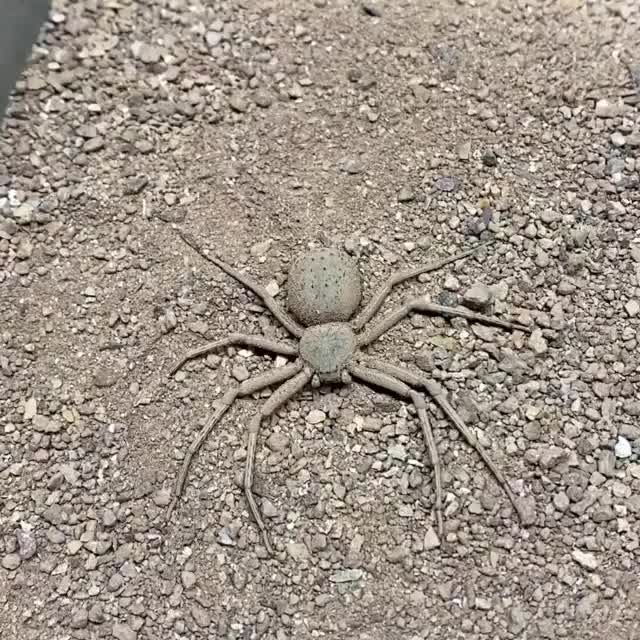 Hide and seek level 100% I love watching six eyed sand spiders burying themselves.