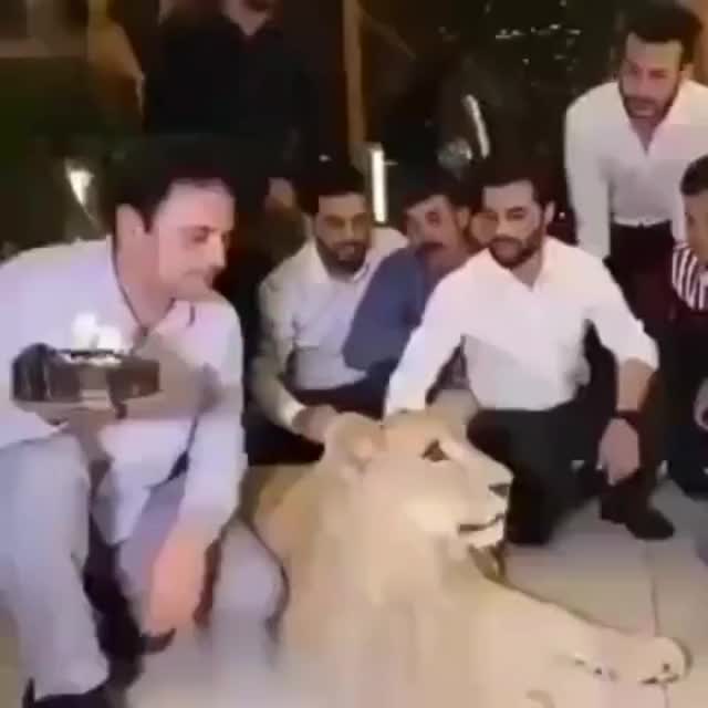 Lion Birthday Prank