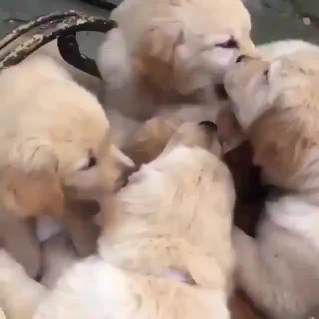 All these fluffy puppies showering love to a fluffier cat.