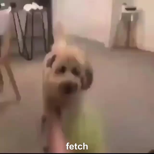 dog does a backflip