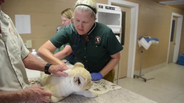 White Lion Cub - Vet Check Up