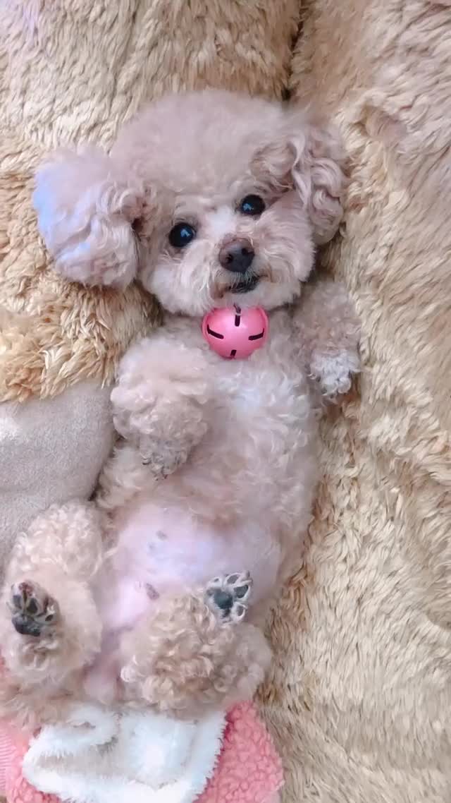 Teddy the dog & Teddy bear! Which one do you like? 