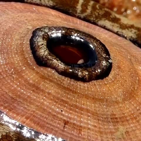 Giant Keyhole Limpet (megathura crenulata)