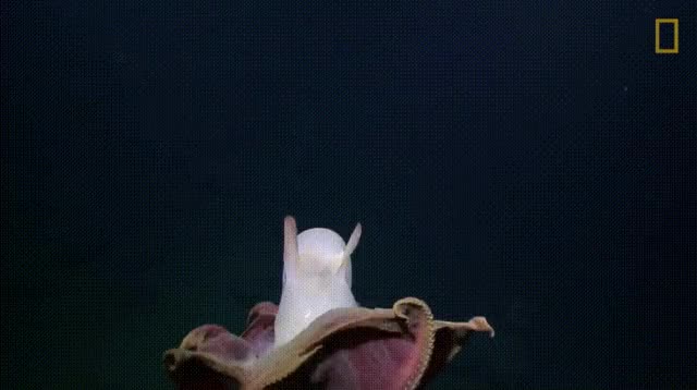 Dombo Octopus