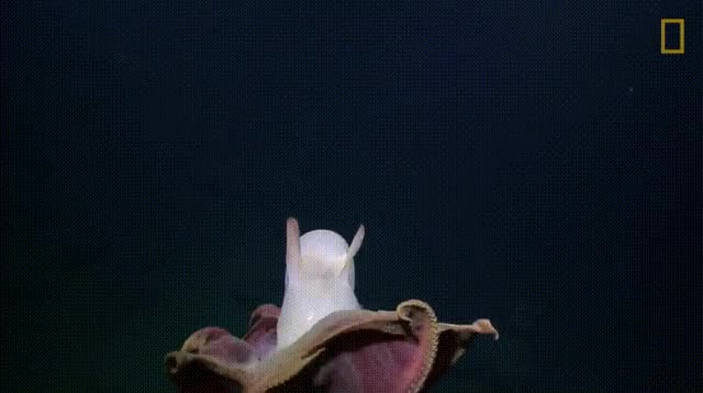 Dombo Octopus